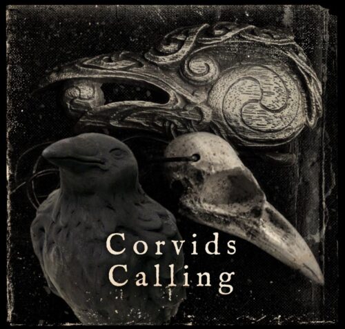 Corvids Calling